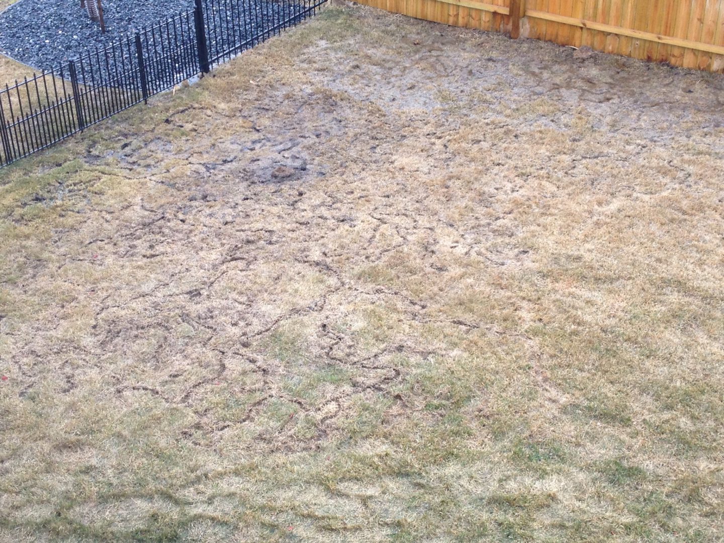 vole damage backyard